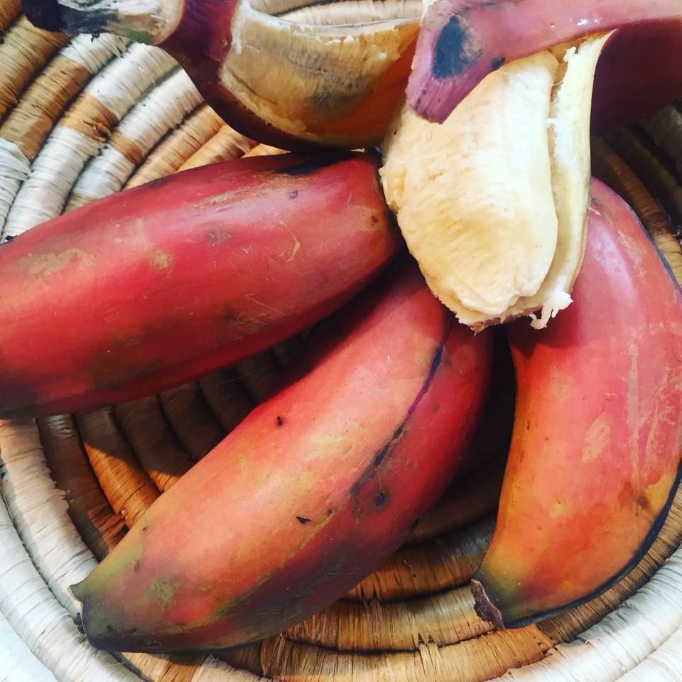 Red gonja banana
